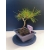 Żywe Drzewko Bonsai Sosna Czarna Pinus Nigra 10-letni na PREZENT 329