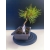 Żywe Drzewko Bonsai Sosna Czarna Pinus Nigra 10-letni na PREZENT 329