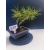 Żywe Drzewko Bonsai Sosna Czarna Pinus Nigra 10-letni na PREZENT 329