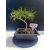 Żywe Drzewko Bonsai Sosna Czarna Pinus Nigra 10-letni na PREZENT 329
