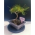 Żywe Drzewko Bonsai Sosna Czarna Pinus Nigra 10-letni na PREZENT 329
