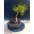 Żywe Drzewko Bonsai Sosna Czarna Pinus Nigra 10-letni na PREZENT 329