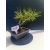 Żywe Drzewko Bonsai Sosna Czarna Pinus Nigra 10-letni na PREZENT 329
