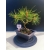 Żywe Drzewko Bonsai Sosna Czarna Pinus Nigra 10-letni na PREZENT 329