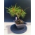 Żywe Drzewko Bonsai Sosna Czarna Pinus Nigra 10-letni na PREZENT 329