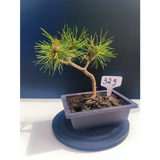 Żywe Drzewko Bonsai Sosna Czarna Pinus Nigra 10-letni na PREZENT 329