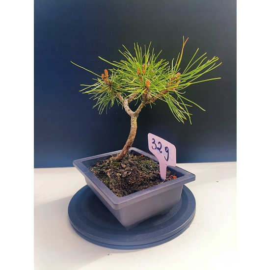 Żywe Drzewko Bonsai Sosna Czarna Pinus Nigra 10-letni na PREZENT 329