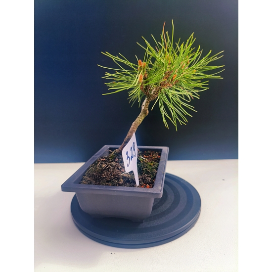 Żywe Drzewko Bonsai Sosna Czarna Pinus Nigra 10-letni na PREZENT 329