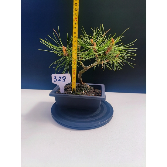 Żywe Drzewko Bonsai Sosna Czarna Pinus Nigra 10-letni na PREZENT 329