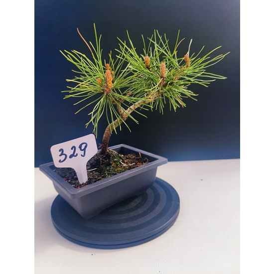 Żywe Drzewko Bonsai Sosna Czarna Pinus Nigra 10-letni na PREZENT 329