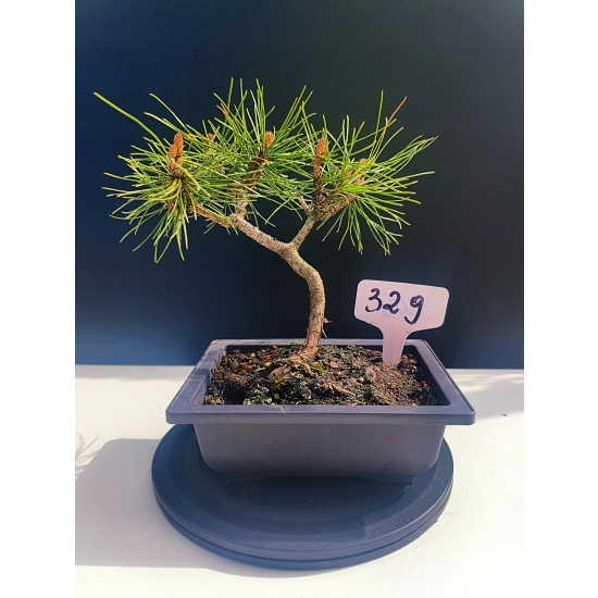 Żywe Drzewko Bonsai Sosna Czarna Pinus Nigra 10-letni na PREZENT 329