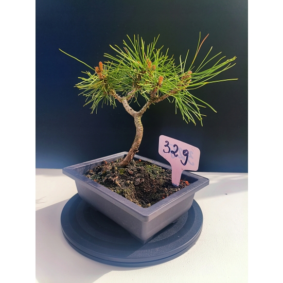 Żywe Drzewko Bonsai Sosna Czarna Pinus Nigra 10-letni na PREZENT 329