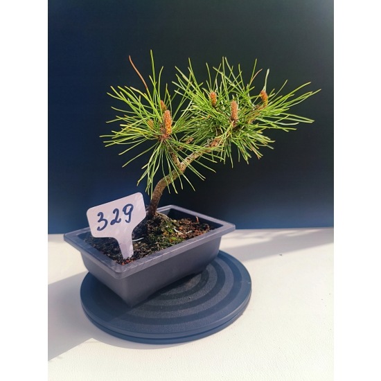 Żywe Drzewko Bonsai Sosna Czarna Pinus Nigra 10-letni na PREZENT 329