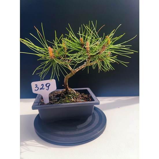 Żywe Drzewko Bonsai Sosna Czarna Pinus Nigra 10-letni na PREZENT 329