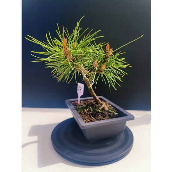 Żywe Drzewko Bonsai Sosna Czarna Pinus Nigra 10-letni na PREZENT 329