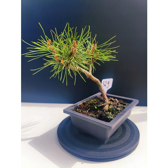 Żywe Drzewko Bonsai Sosna Czarna Pinus Nigra 10-letni na PREZENT 329