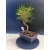 Żywe Drzewko Bonsai Sosna Czarna Pinus Nigra 10-letni na PREZENT 322
