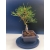 Żywe Drzewko Bonsai Sosna Czarna Pinus Nigra 10-letni na PREZENT 322