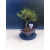 Żywe Drzewko Bonsai Sosna Czarna Pinus Nigra 10-letni na PREZENT 322