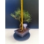 Żywe Drzewko Bonsai Sosna Czarna Pinus Nigra 10-letni na PREZENT 322
