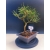 Żywe Drzewko Bonsai Sosna Czarna Pinus Nigra 10-letni na PREZENT 322