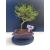 Żywe Drzewko Bonsai Sosna Czarna Pinus Nigra 10-letni na PREZENT 322