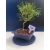 Żywe Drzewko Bonsai Sosna Czarna Pinus Nigra 10-letni na PREZENT 322