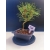 Żywe Drzewko Bonsai Sosna Czarna Pinus Nigra 10-letni na PREZENT 322