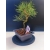 Żywe Drzewko Bonsai Sosna Czarna Pinus Nigra 10-letni na PREZENT 322