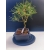 Żywe Drzewko Bonsai Sosna Czarna Pinus Nigra 10-letni na PREZENT 322