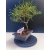 Żywe Drzewko Bonsai Sosna Czarna Pinus Nigra 10-letni na PREZENT 322
