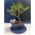 Żywe Drzewko Bonsai Sosna Czarna Pinus Nigra 10-letni na PREZENT 322