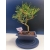 Żywe Drzewko Bonsai Sosna Czarna Pinus Nigra 10-letni na PREZENT 322