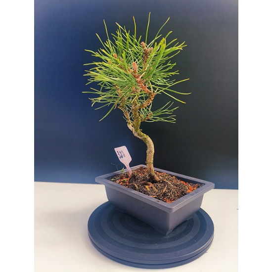 Żywe Drzewko Bonsai Sosna Czarna Pinus Nigra 10-letni na PREZENT 322
