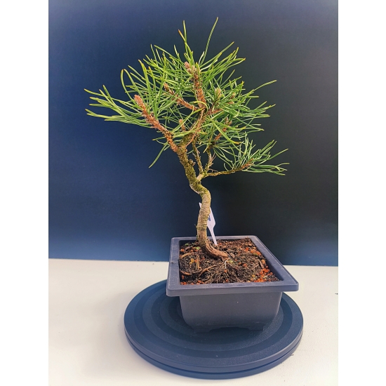 Żywe Drzewko Bonsai Sosna Czarna Pinus Nigra 10-letni na PREZENT 322
