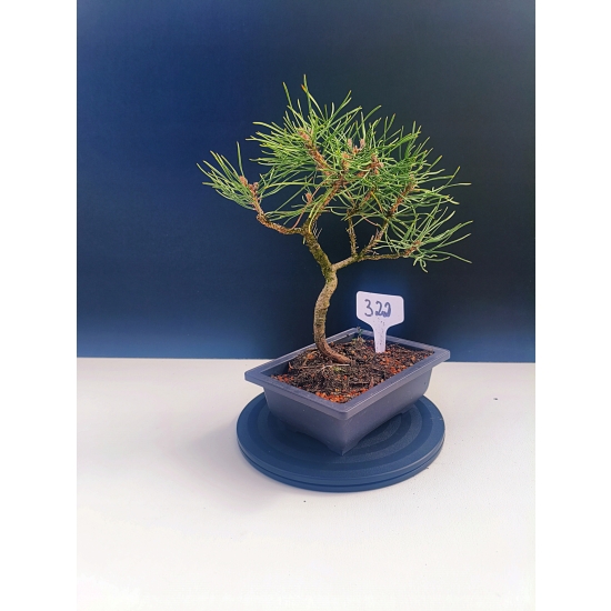 Żywe Drzewko Bonsai Sosna Czarna Pinus Nigra 10-letni na PREZENT 322