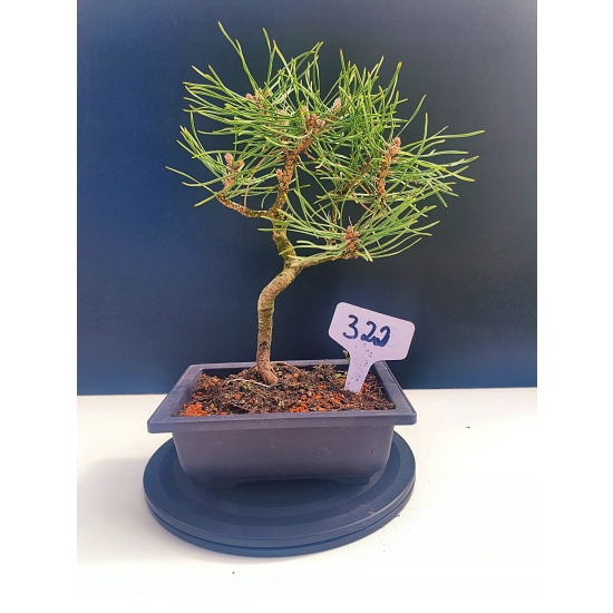 Żywe Drzewko Bonsai Sosna Czarna Pinus Nigra 10-letni na PREZENT 322