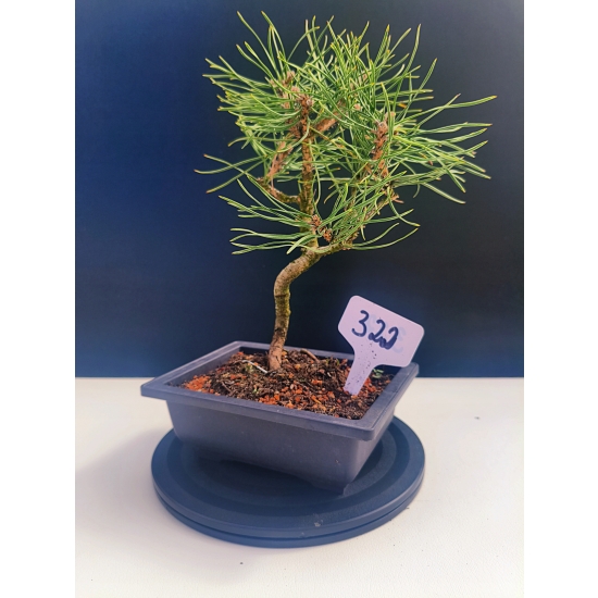 Żywe Drzewko Bonsai Sosna Czarna Pinus Nigra 10-letni na PREZENT 322