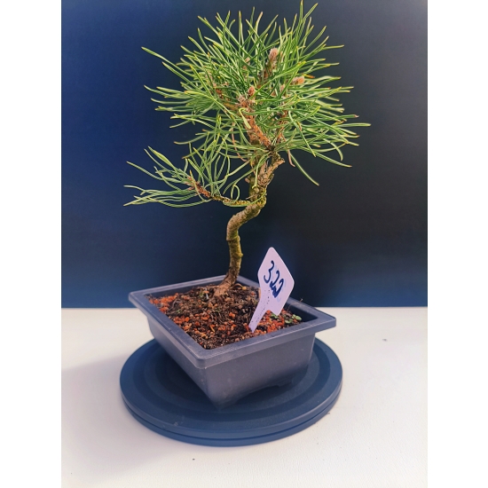 Żywe Drzewko Bonsai Sosna Czarna Pinus Nigra 10-letni na PREZENT 322