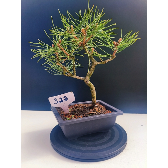 Żywe Drzewko Bonsai Sosna Czarna Pinus Nigra 10-letni na PREZENT 322