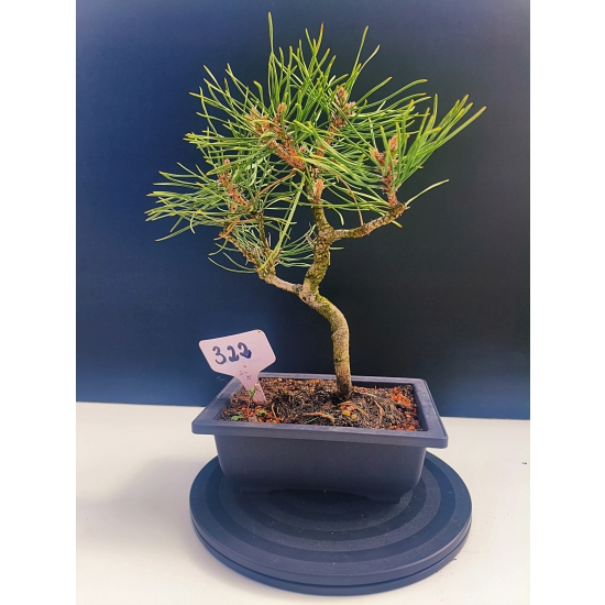 Żywe Drzewko Bonsai Sosna Czarna Pinus Nigra 10-letni na PREZENT 322