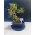 Żywe Drzewko Bonsai Sosna Czarna Pinus Nigra 10-letni na PREZENT 327