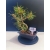 Żywe Drzewko Bonsai Sosna Czarna Pinus Nigra 10-letni na PREZENT 327