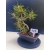 Żywe Drzewko Bonsai Sosna Czarna Pinus Nigra 10-letni na PREZENT 327