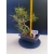 Żywe Drzewko Bonsai Sosna Czarna Pinus Nigra 10-letni na PREZENT 327