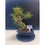 Żywe Drzewko Bonsai Sosna Czarna Pinus Nigra 10-letni na PREZENT 327