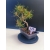 Żywe Drzewko Bonsai Sosna Czarna Pinus Nigra 10-letni na PREZENT 327