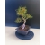 Żywe Drzewko Bonsai Sosna Czarna Pinus Nigra 10-letni na PREZENT 327