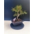 Żywe Drzewko Bonsai Sosna Czarna Pinus Nigra 10-letni na PREZENT 327
