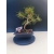 Żywe Drzewko Bonsai Sosna Czarna Pinus Nigra 10-letni na PREZENT 327
